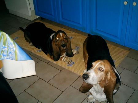 mes chien 